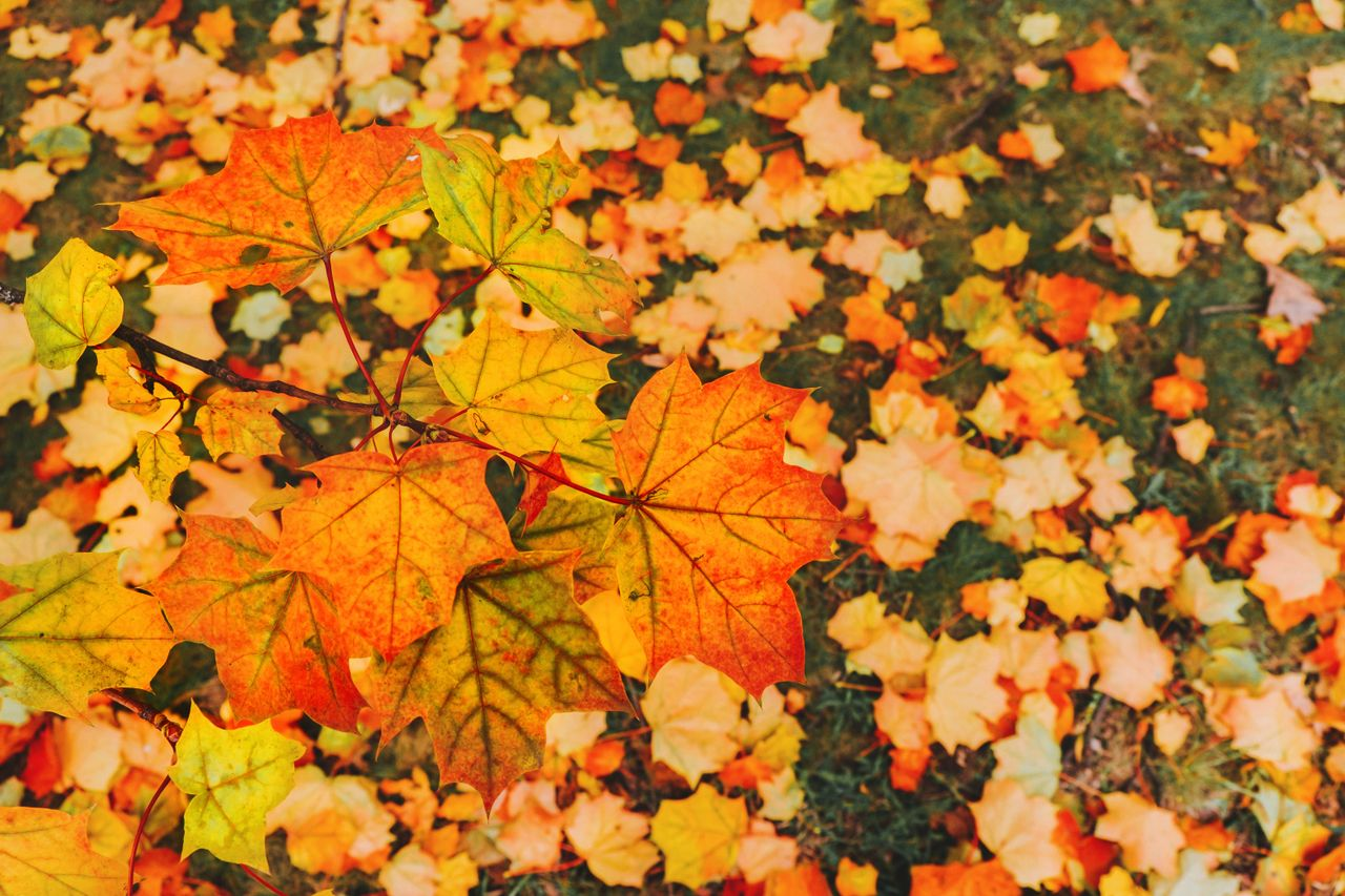 Colorful fall leaves representing unexpected change