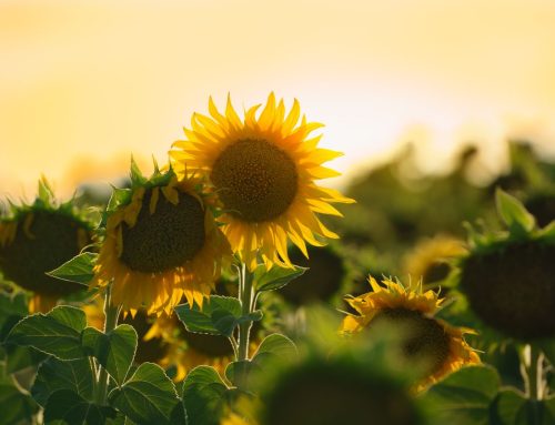 7 Steps to Building Emotional Resilience