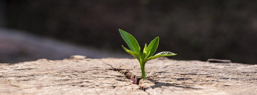 A lone seedling sprouting from a rock representing the growth that can come from difficult circumstances with the help of Anxiety Therapy in Manhattan, NY.