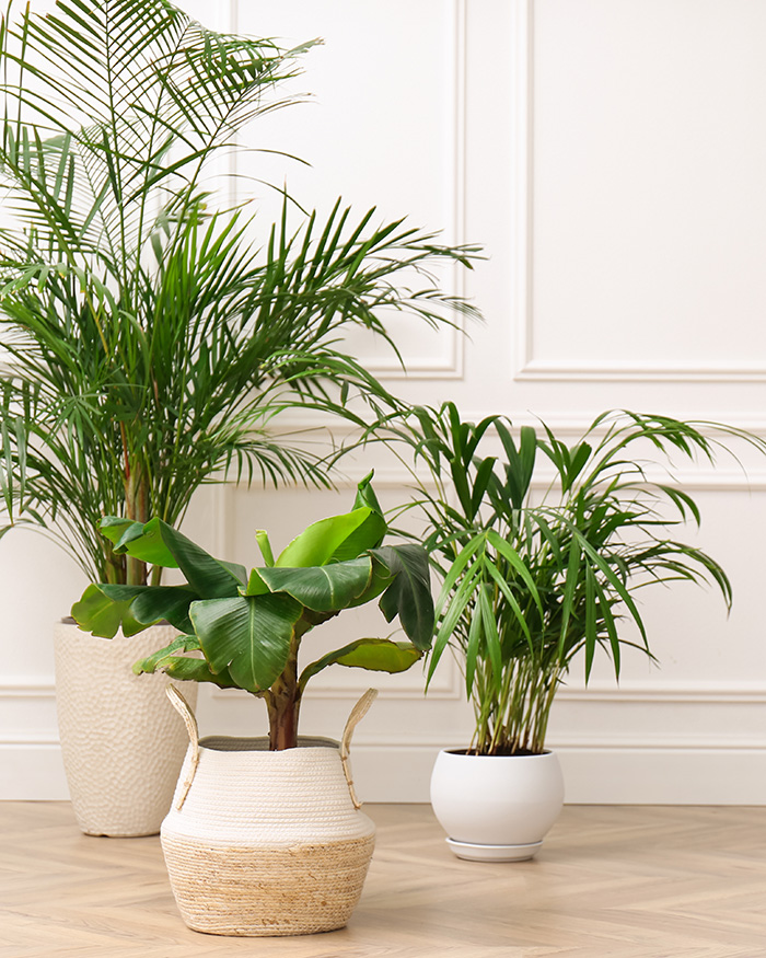 alena_gerst_lcsw_therapy_nyc Plants in an office